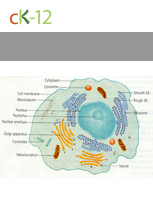 Common Parts of the Cell