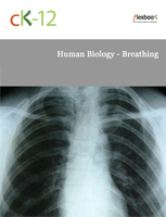 Human Biology - Breathing