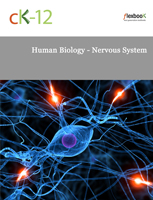 Human Biology - Nervous System
