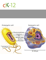 biology 1 worksheet