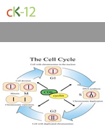 Cell Cycle