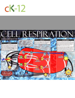 Cellular Respiration