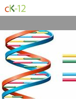 DNA Structure and Replication