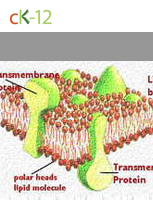 Lipids