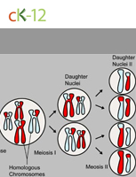 Meiosis