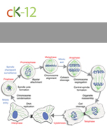 Mitosis and Cytokinesis