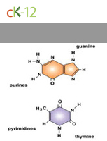 Nucleic Acids