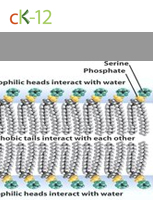 Phospholipid Bilayers